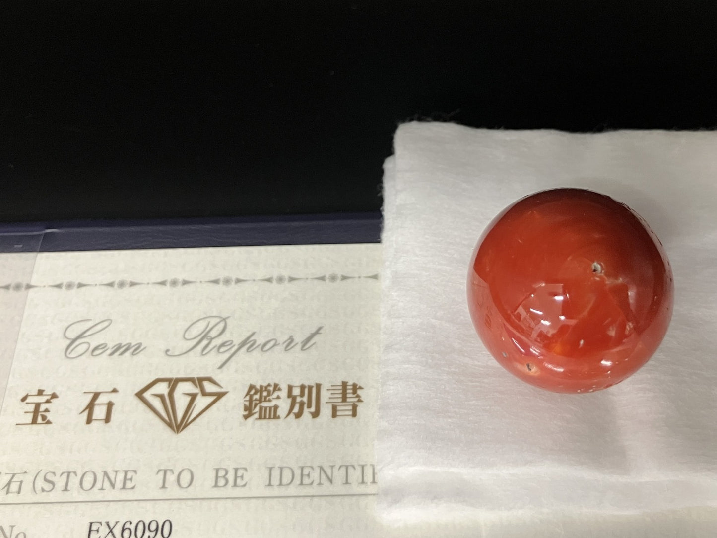 サンゴ  赤珊瑚  天然  98.77ct  宝石鑑別書付き  24.3㎜ ルース（ 裸石 ）  5559YY